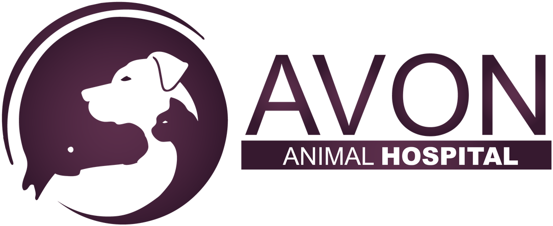 Picture - Jack Russel Black And Tan (1100x471), Png Download