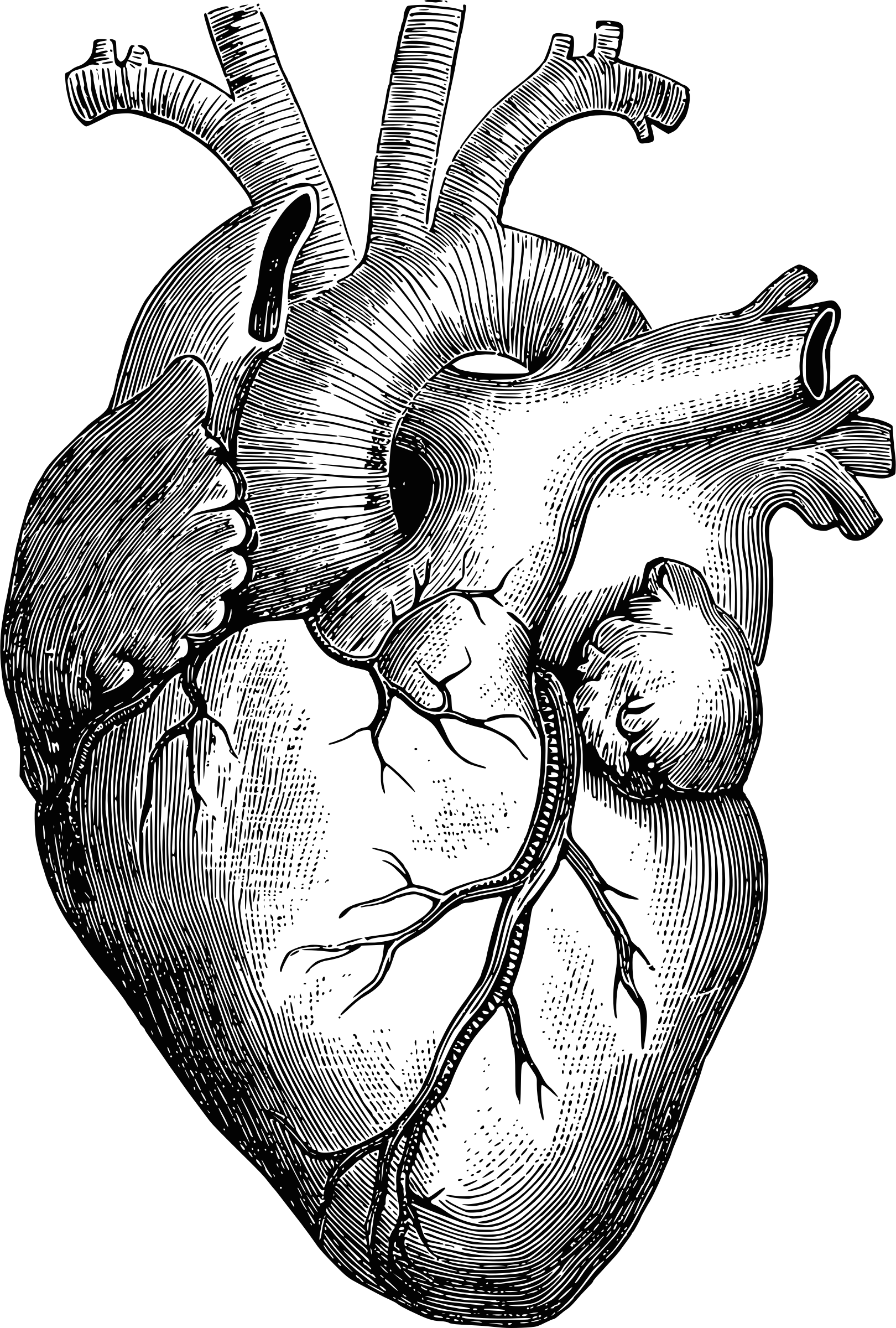 Clipart - Anatomical Heart - Corazon Dibujo A Lapiz (1620x2400), Png Download