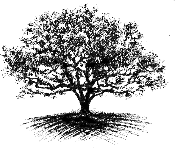 Oak Tree Drawing - Big Oak Tree Drawing (736x619), Png Download