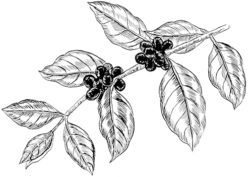 Graphic Freeuse Download Coffee Tree Drawing At Getdrawings Coffee Plant Drawing Png Full Size Png Download Seekpng