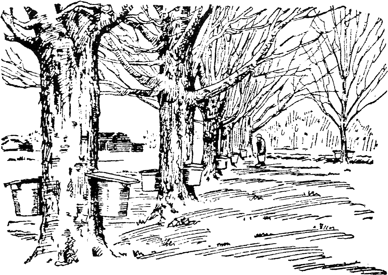 Syrup From Oregons Big-leaf Maple - Maple Syrup Tree Drawing (1280x916), Png Download