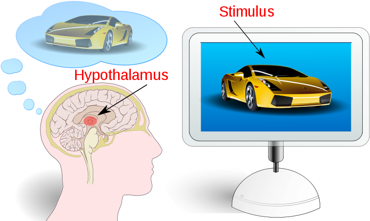 A Fancy, Fast Car In An Advertisement Stimulates The - Neuromarketing Ppt (800x455), Png Download