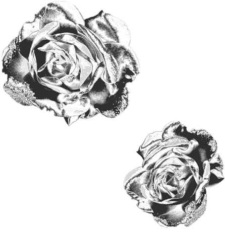 Black Roses - Garden Roses (500x500), Png Download