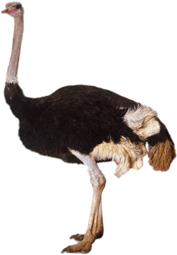 Adult Ostrich - Ostrich Png (406x553), Png Download