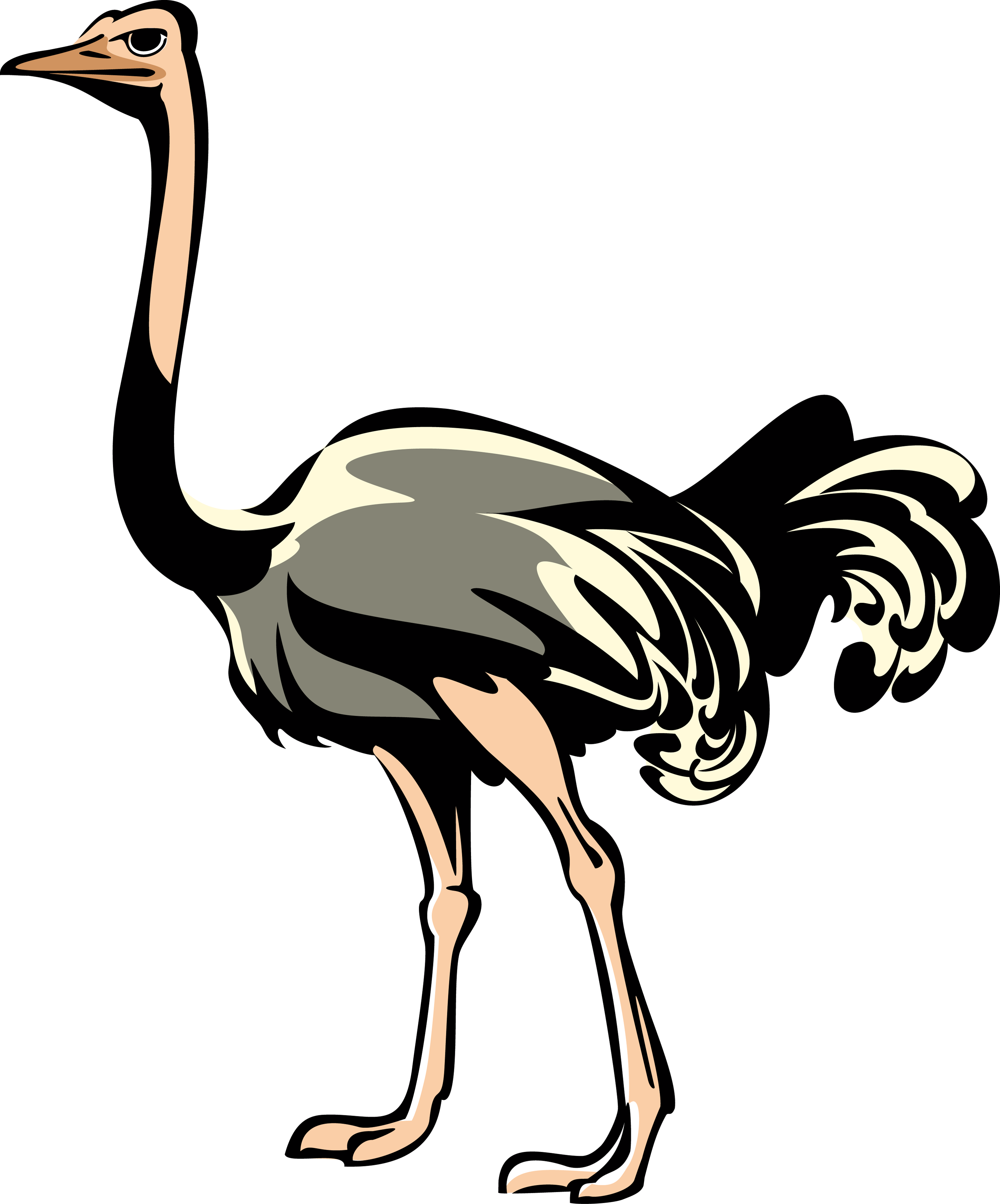 Ostrich Png Clipart - Clip Art Ostrich Png (3000x3611), Png Download