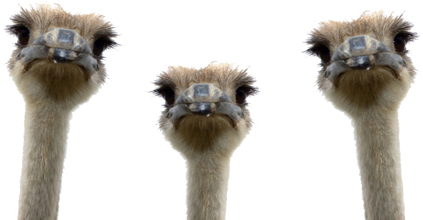 Ostrich Png - Ostrich Head No Background (600x375), Png Download