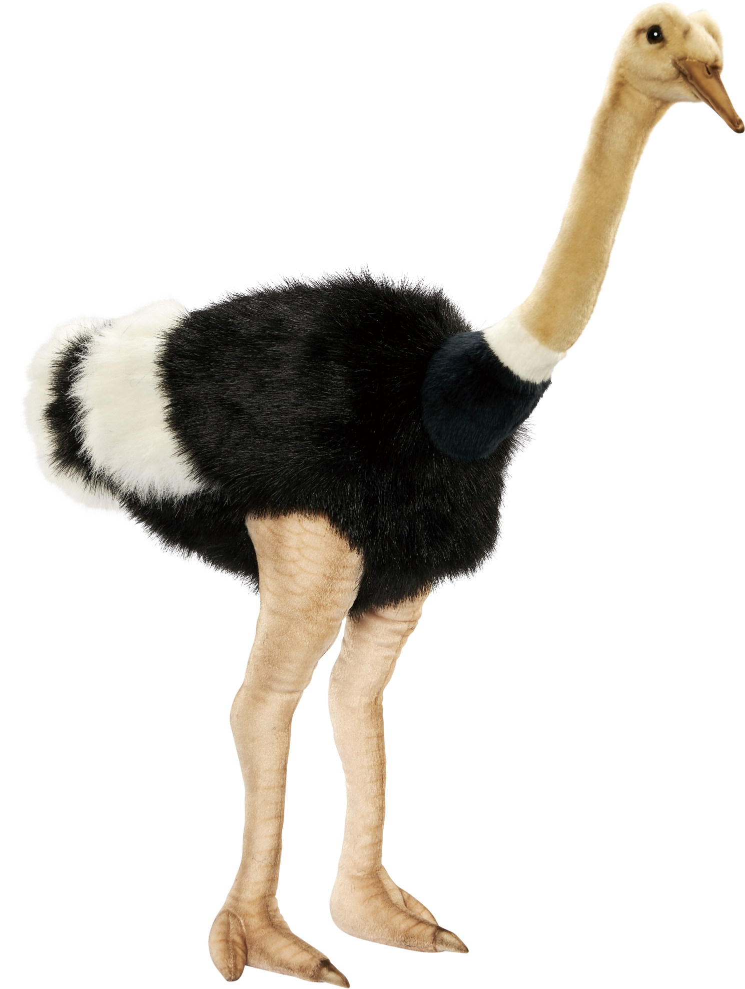 Ostrich Png Picture - Transparent Background Transparent Animals (1635x2048), Png Download