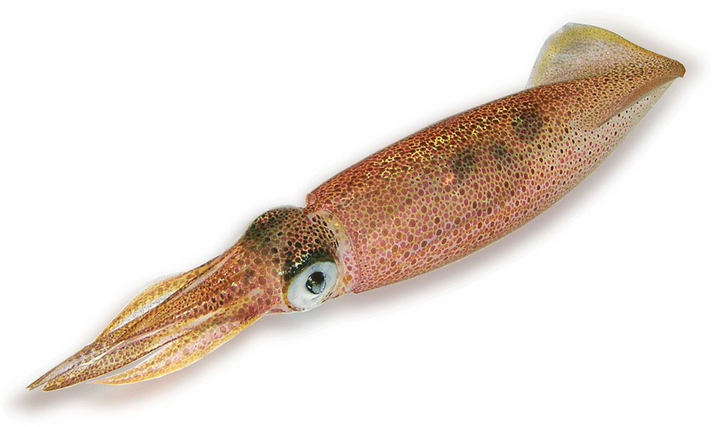 Squid Png - Cumi Buatan (1000x600), Png Download