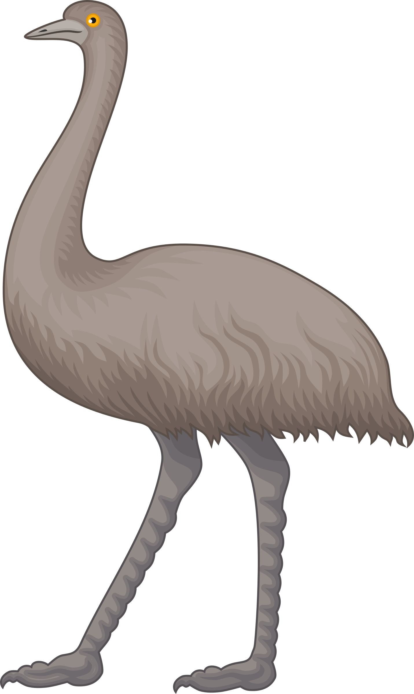 Big Image Png - Emu Clipart (1431x2400), Png Download