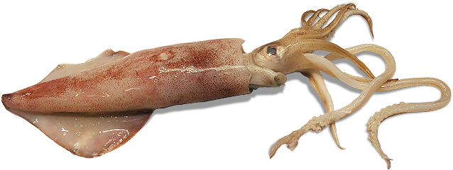 Squid Png Pic - Calamar Argentino (690x350), Png Download