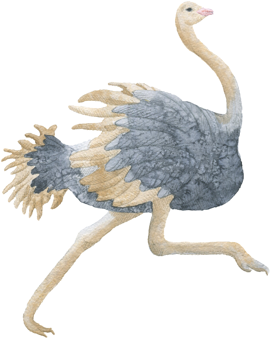 Ostrich Hand Painted Watercolor Transparent Decorative - Watercolor Painting (1024x1257), Png Download