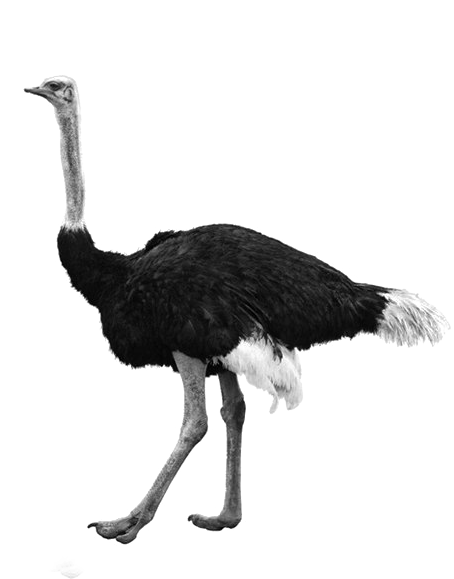 Ostrich Transparent Background Png - Portable Network Graphics (792x612), Png Download
