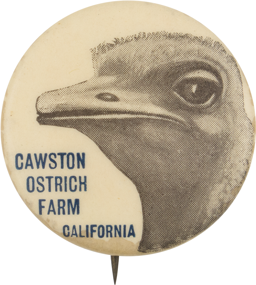 Cawston Ostrich Farm - Bald Eagle (1000x1042), Png Download