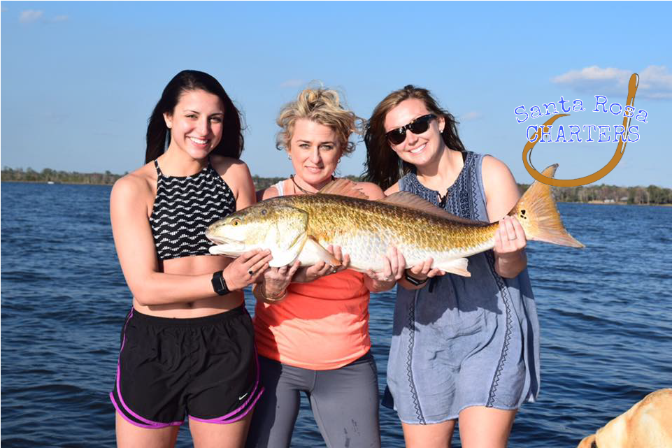 Fishing With Santa Rosa Charters - Pull Fish Out Of Water (1024x800), Png Download