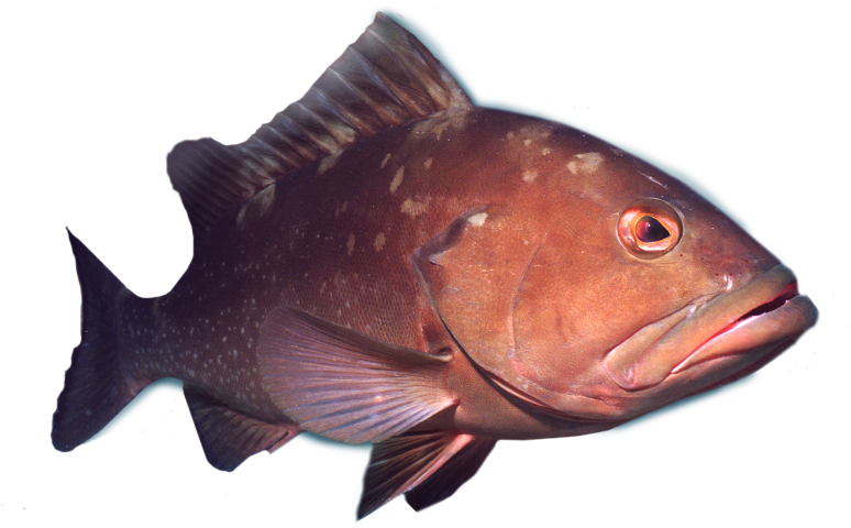 Deep Sea Grouper Fishing Charters - Deep Sea Fish Png (774x480), Png Download