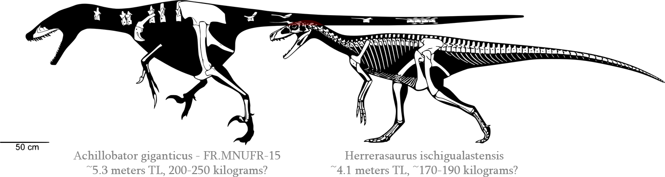 Achillobator Giganticus ~5 - Achillobator Skeletal (1359x363), Png Download
