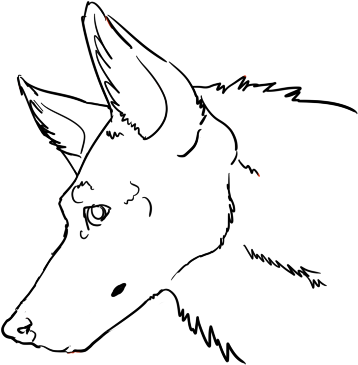 Coyote Drawing Hand - Coyote Base Head (894x894), Png Download