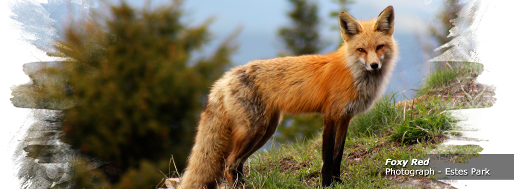 Image Placeholder - Swift Fox (1024x377), Png Download