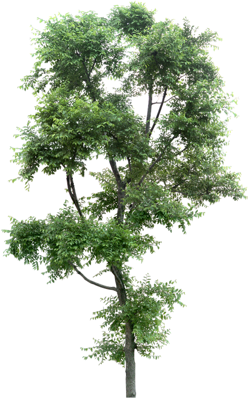 Landscape Sketch, Landscape Drawings, Arbre Png, Tree - Rue (587x800), Png Download
