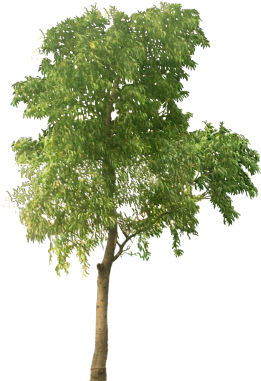 [accasia01al ] - Tree Png Free (539x763), Png Download