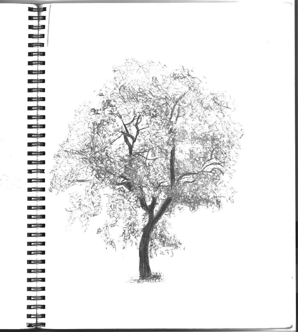 Treesketch Notebookclear - Portable Network Graphics (1000x1114), Png Download