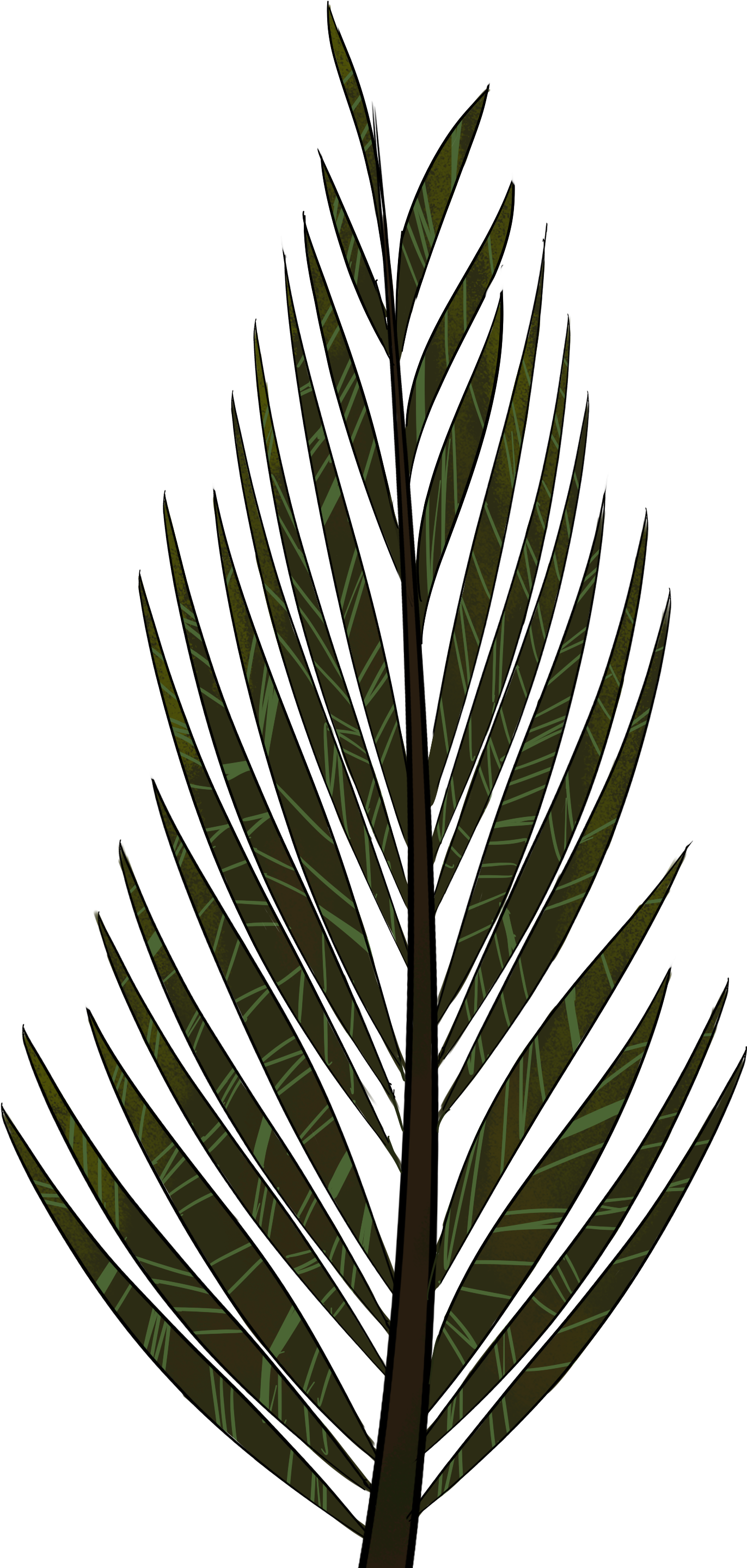 Collection Of Free Leaf Drawing Pine Tree - Pine Tree Leaves Drawing (2893x4092), Png Download