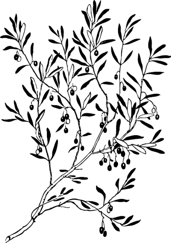 Clipart Freeuse Library Black Wreath Sketch Silhouette - Olive Tree Outline Png (452x640), Png Download