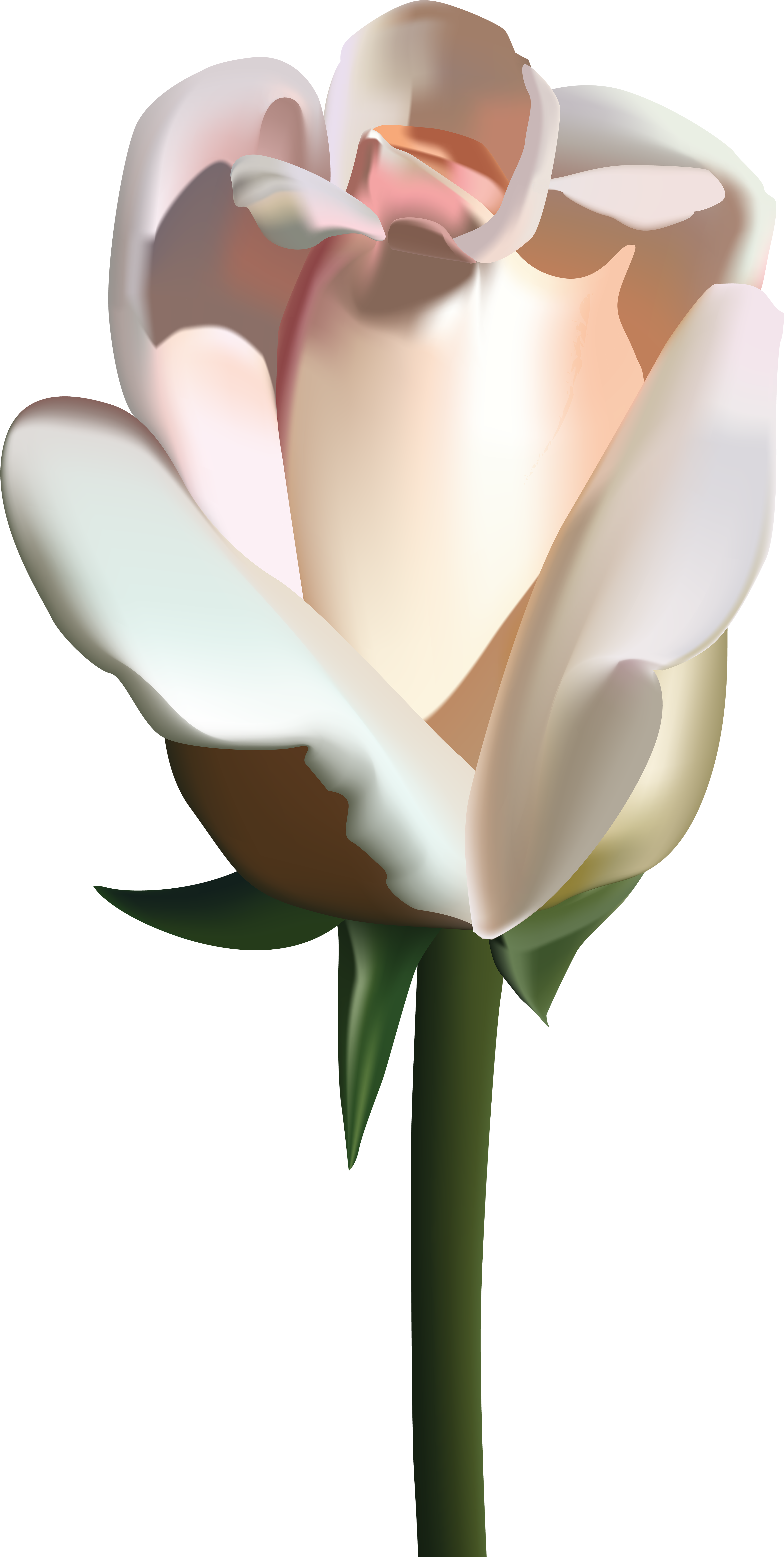 White Rose Cartoon Transparent (4088x8000), Png Download
