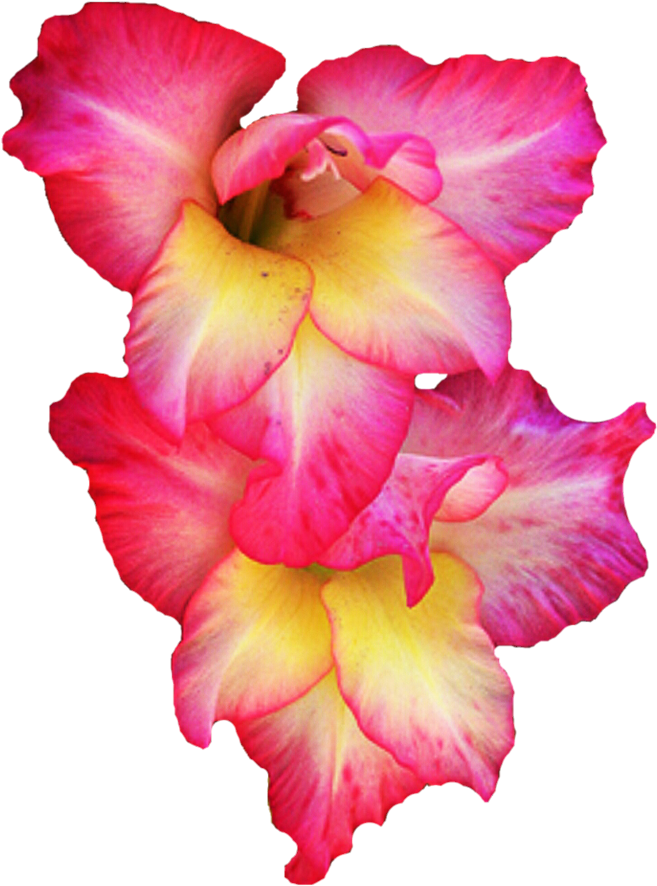 Gladiolus Clipart Cartoon - Gladiolus Png (1024x1309), Png Download