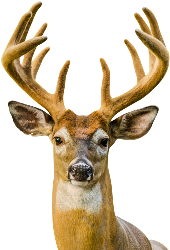 Bambi-head - Big Deer (345x500), Png Download