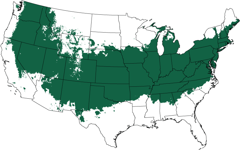 Castle Wall Blue Holly Heckenstar - Castle Wall ™ Blue Holly (800x510), Png Download