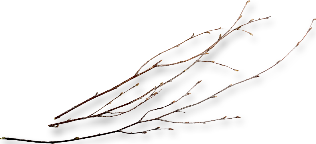 Twigs Png (1104x505), Png Download