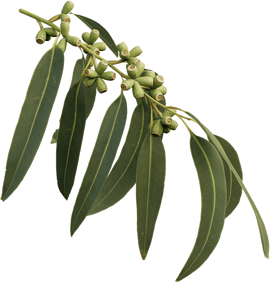 Manna Gum - Gum Tree Branch Png (1024x1024), Png Download