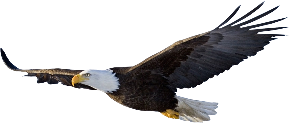 Eagle's Wings Needs You - Flying Eagle Png (943x400), Png Download