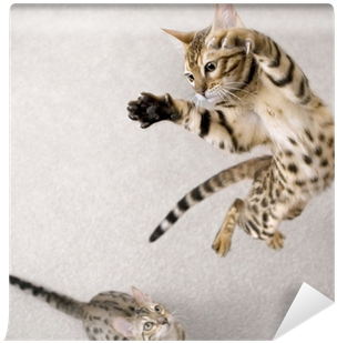 Cat Jumping (400x400), Png Download
