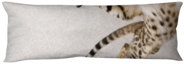 D&d Cat Toy Adventure Cat Flash Ball, 3.5cm, Red (400x400), Png Download