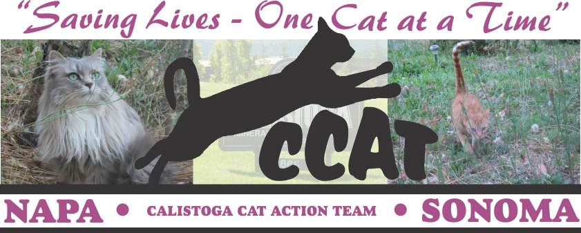 Calistoga Cat Action Team (841x337), Png Download