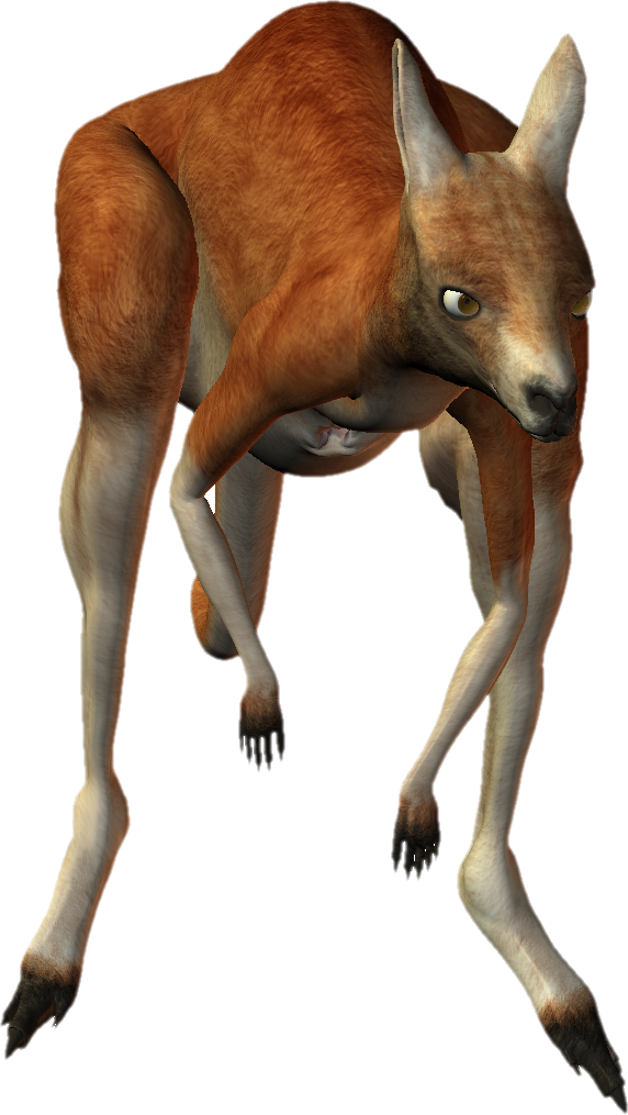 Download Png Image Report - Kangaroo (572x1015), Png Download
