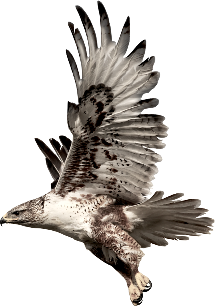 Eagle - Birds Of Prey Tattoo (686x978), Png Download