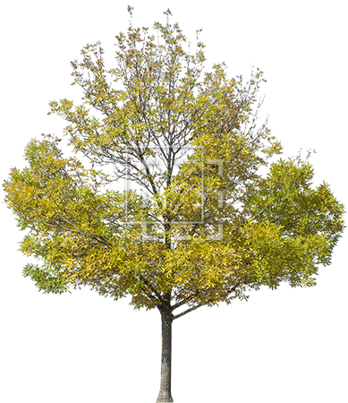 Tall Green Juniper - Tree Background Png Perspective (450x450), Png Download