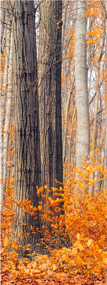 Fall Trees Door Mural Landscapes & Nature Eazywallz - Autumn Mood (1000x1000), Png Download