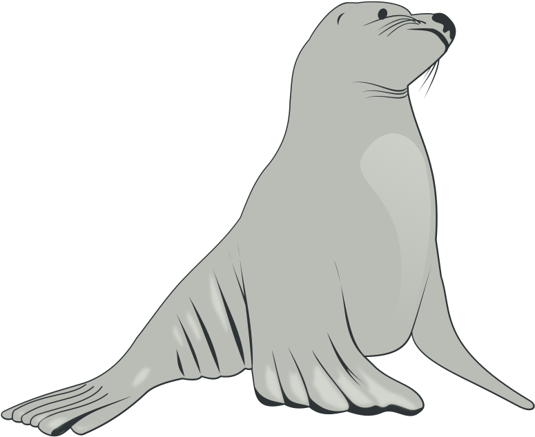 Walrus Drawing Arctic - Sea Lion Clipart (800x652), Png Download