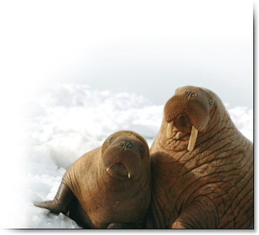 Pacific Walrus (385x360), Png Download
