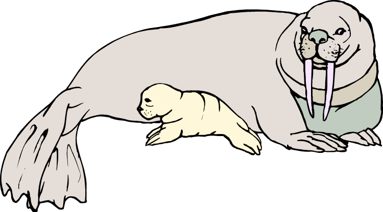 Walrus Drawing Organism - Walruses Baby Cartoon (750x416), Png Download