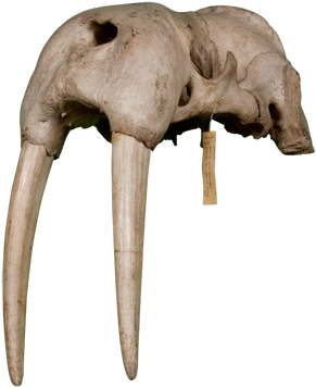 3d View - Walrus (550x420), Png Download