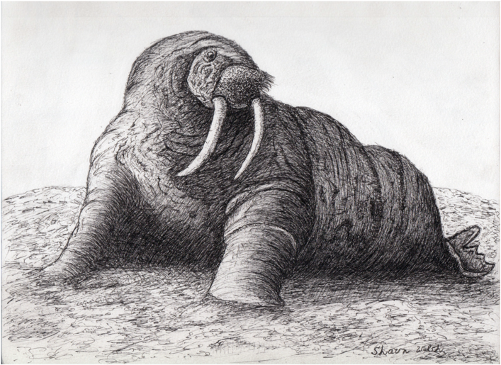 Walrus - Drawing Of Walrus Transparent (1000x773), Png Download
