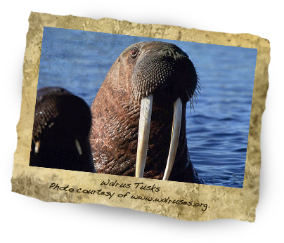 Photo Courtesy Of Www - Walrus (404x346), Png Download