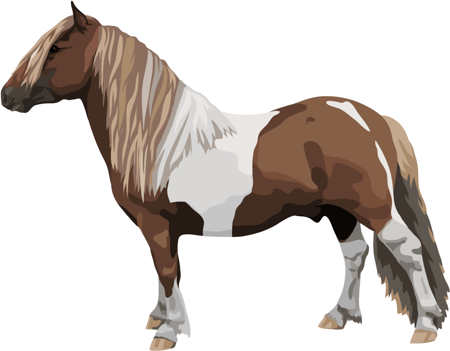 Pony Breeds Examples - Pony (1800x1400), Png Download