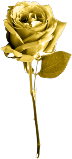 Golden Rose Png Image Background - Portable Network Graphics (420x619), Png Download