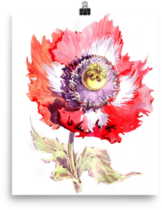 Poppy Botanical Watercolor Illustration Wall Art - Watercolor Painting (480x480), Png Download